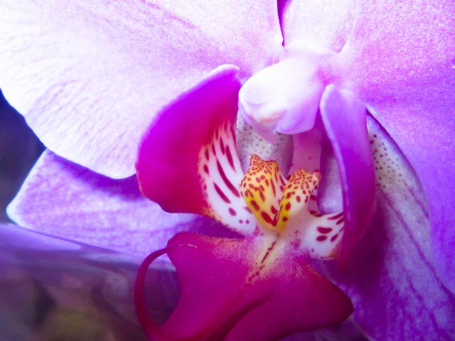 photo "***" tags: nature, flowers