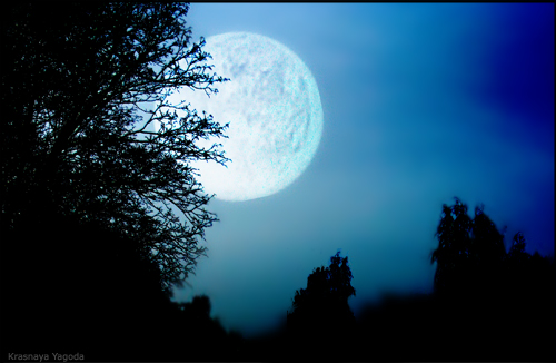 photo "Night" tags: landscape, montage, forest