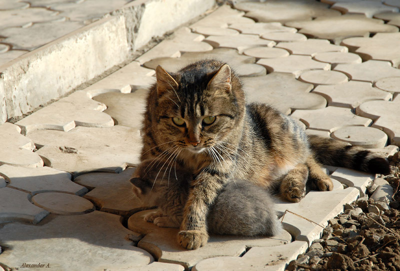 photo "Mother" tags: nature, pets/farm animals