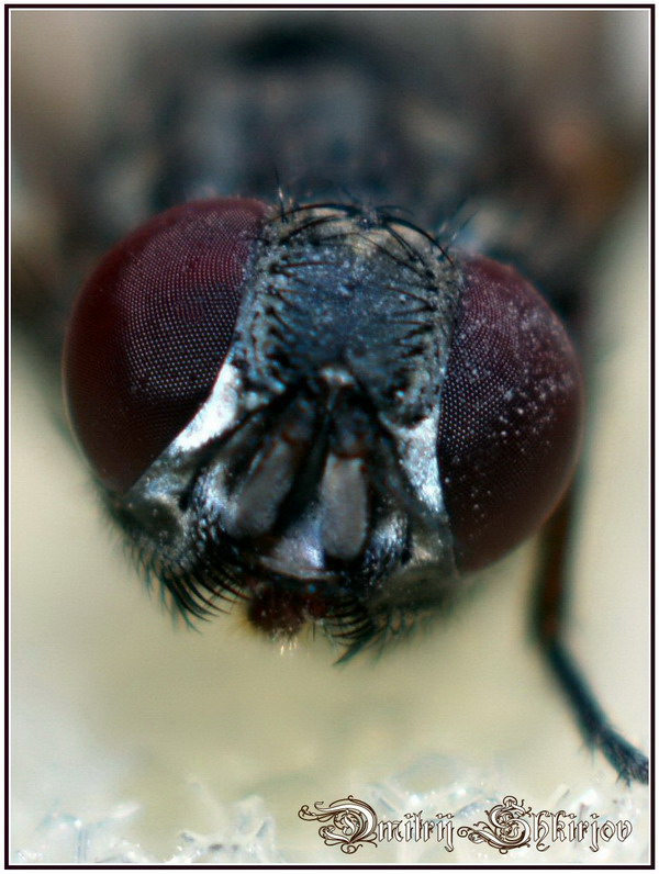 photo "***" tags: nature, macro and close-up, insect