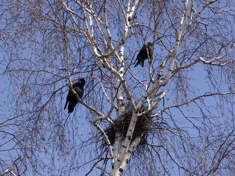 фото "Вот и грачи прилетели" метки: , 