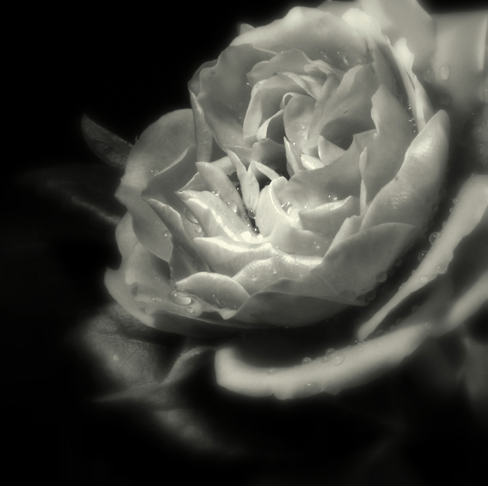 photo "***" tags: macro and close-up, nature, flowers