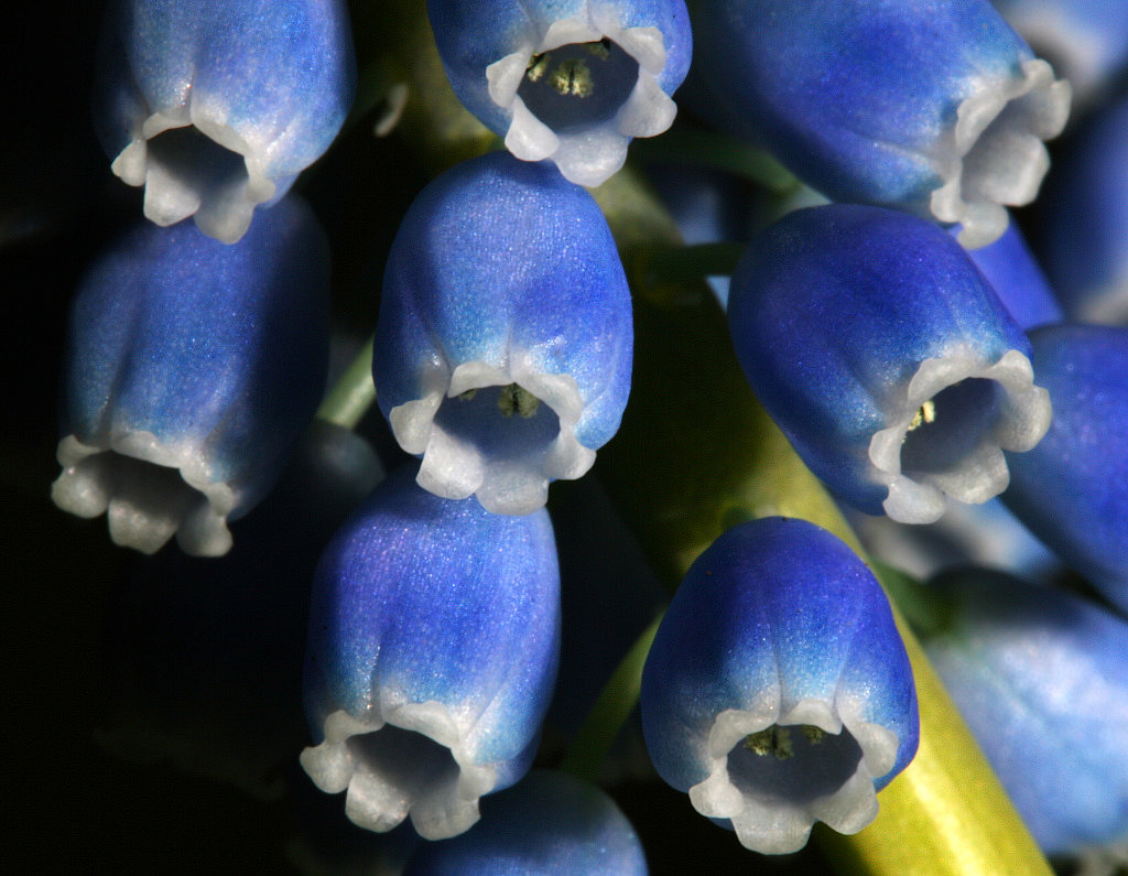 photo "Muscari botryoides" tags: nature, flowers
