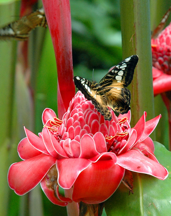 photo "Butterflies in a flower ginger." tags: travel, nature, flowers