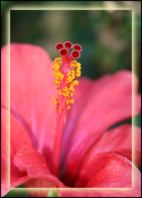 photo "***" tags: nature, macro and close-up, flowers