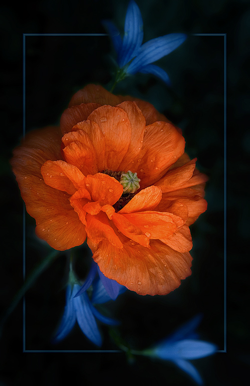 photo "***" tags: nature, macro and close-up, flowers