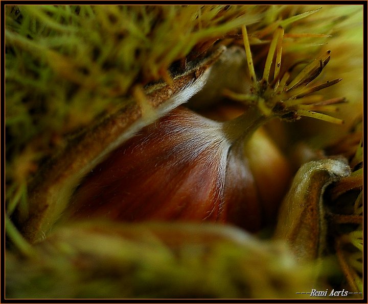 photo "chestnut" tags: nature, macro and close-up, flowers