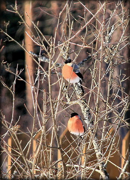 photo "***" tags: landscape, nature, spring, wild animals