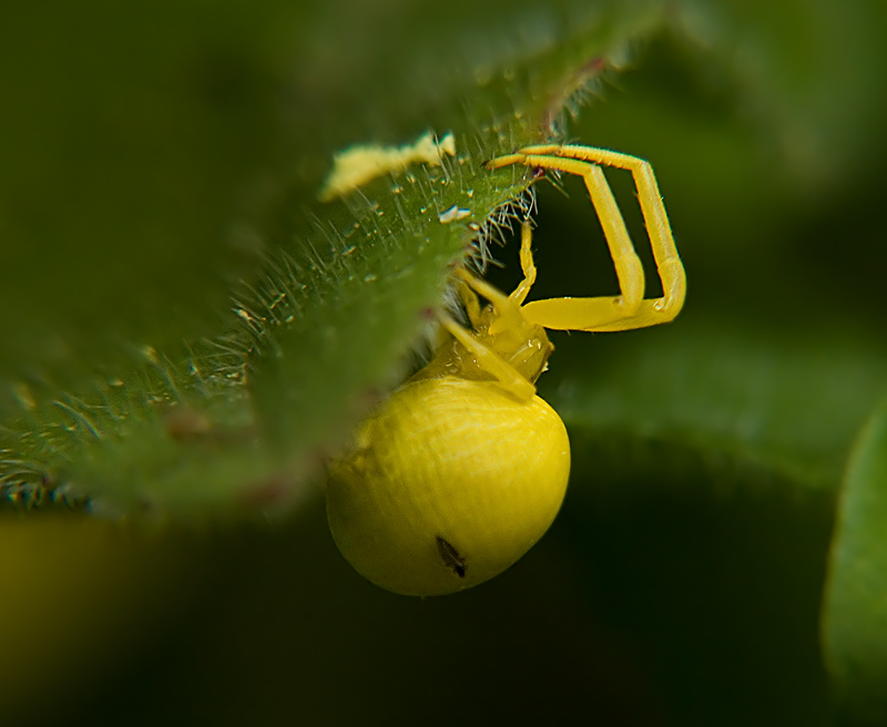 photo "***" tags: nature, macro and close-up, insect