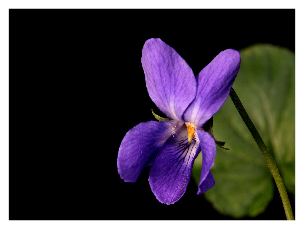photo "Viola" tags: nature, flowers