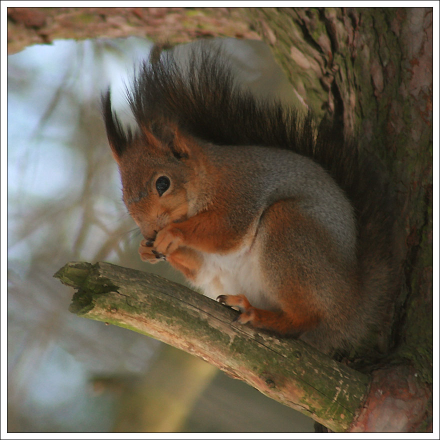 photo "Squirrel" tags: nature, 