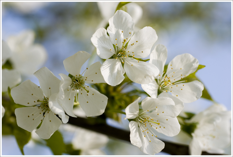 photo "White Spring" tags: nature, flowers