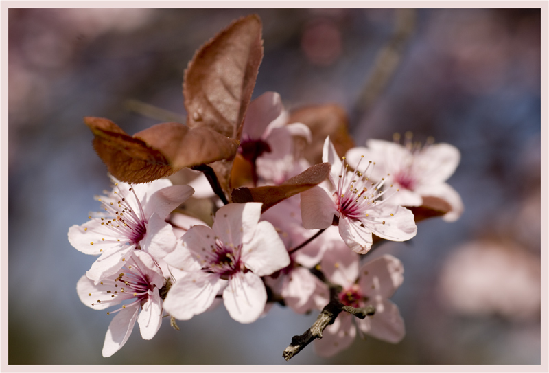 photo "Pink Spring" tags: nature, flowers