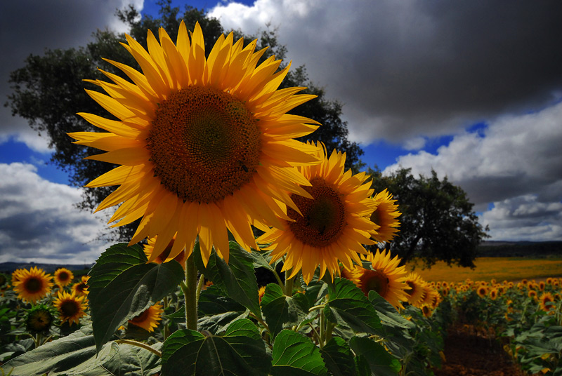 photo "sunflowers" tags: nature, flowers