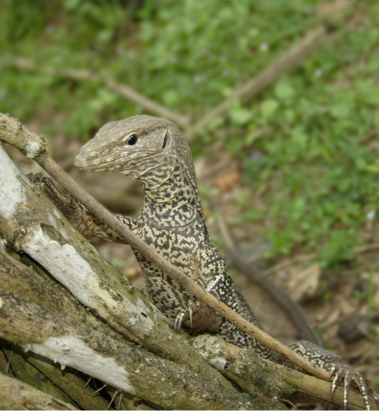 photo "Smart boy !" tags: nature, wild animals