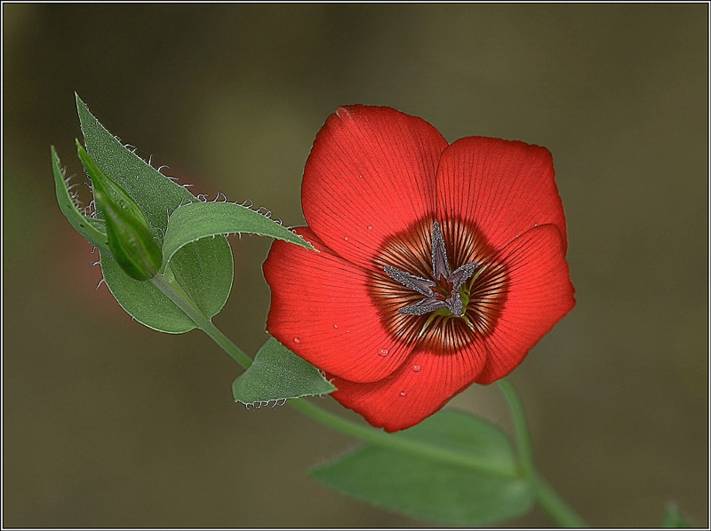 photo "Flower Alen'kij:)" tags: macro and close-up, nature, flowers