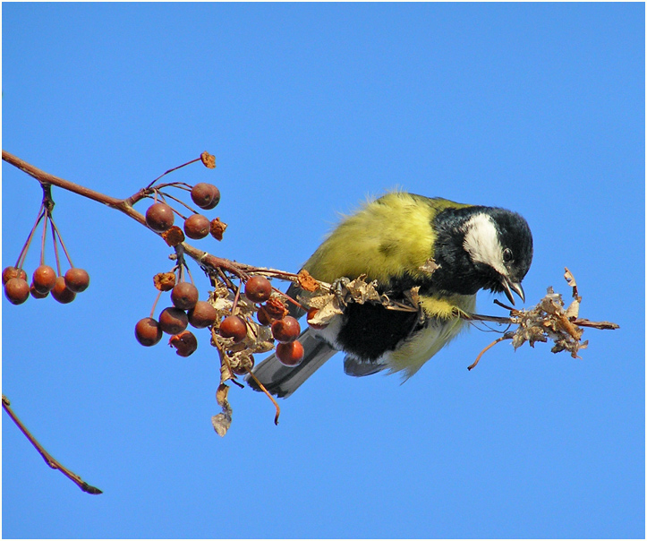 photo "Titmouse" tags: nature, wild animals