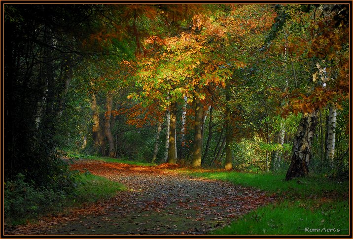photo "lost authum" tags: landscape, nature, autumn