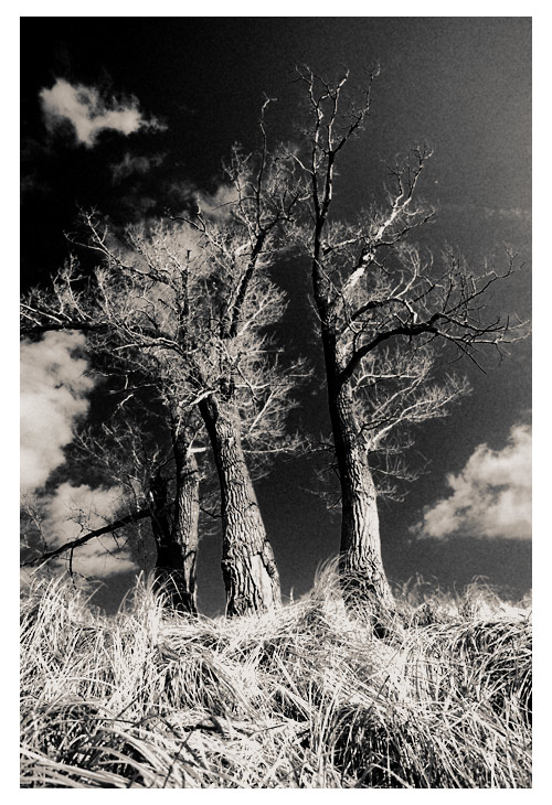 photo "Wanderers" tags: landscape, black&white, autumn