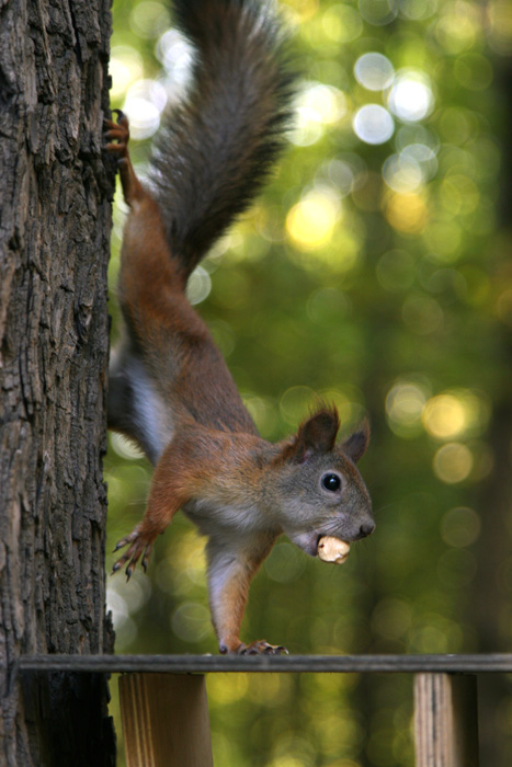 photo "***" tags: genre, nature, wild animals