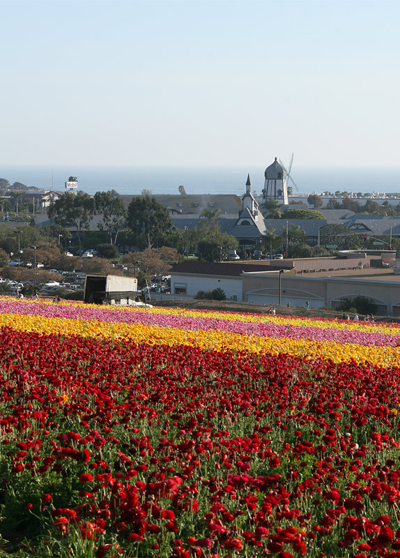 photo "Flowers, blue sky and ocean..." tags: landscape, 