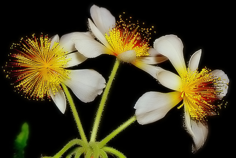 photo "Любовь/Love" tags: nature, flowers