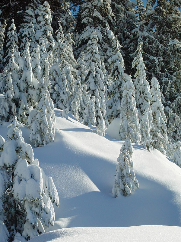photo "Diamond dust" tags: landscape, forest, winter