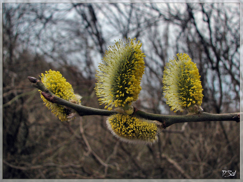 фото "весенняя" метки: природа, цветы