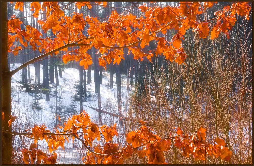 фото "Растворить зиму" метки: фрагмент, пейзаж, 