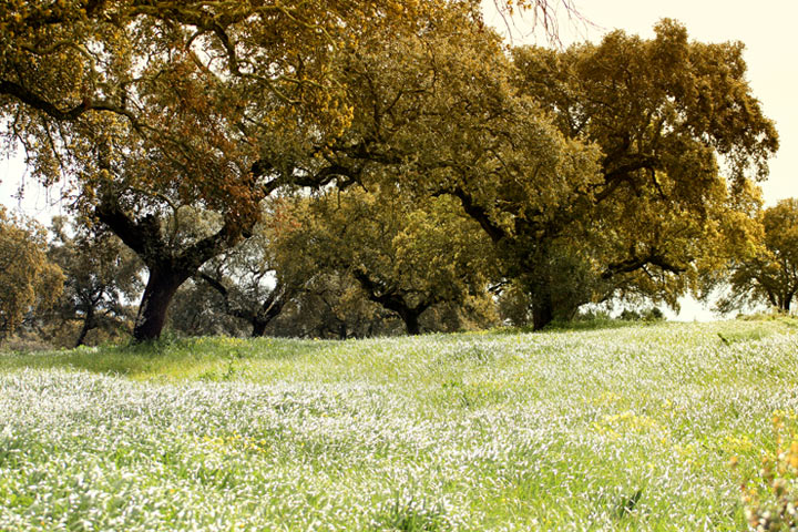 photo "***" tags: landscape, spring