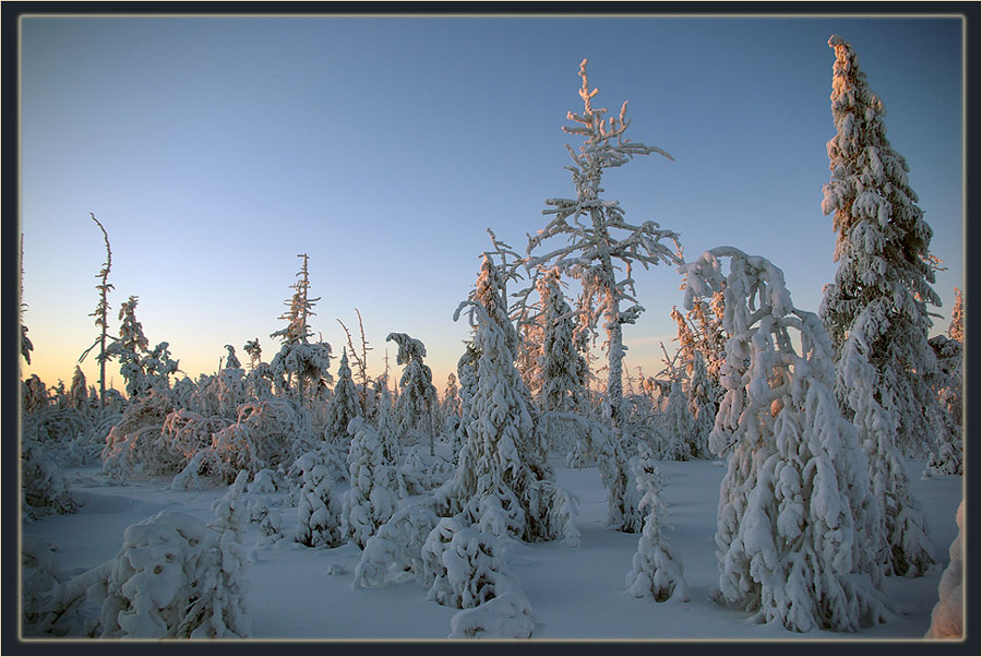 photo "***" tags: landscape, forest, winter