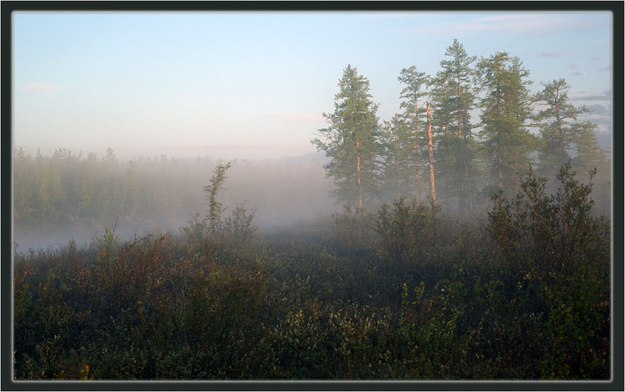 photo "***" tags: landscape, forest, sunset