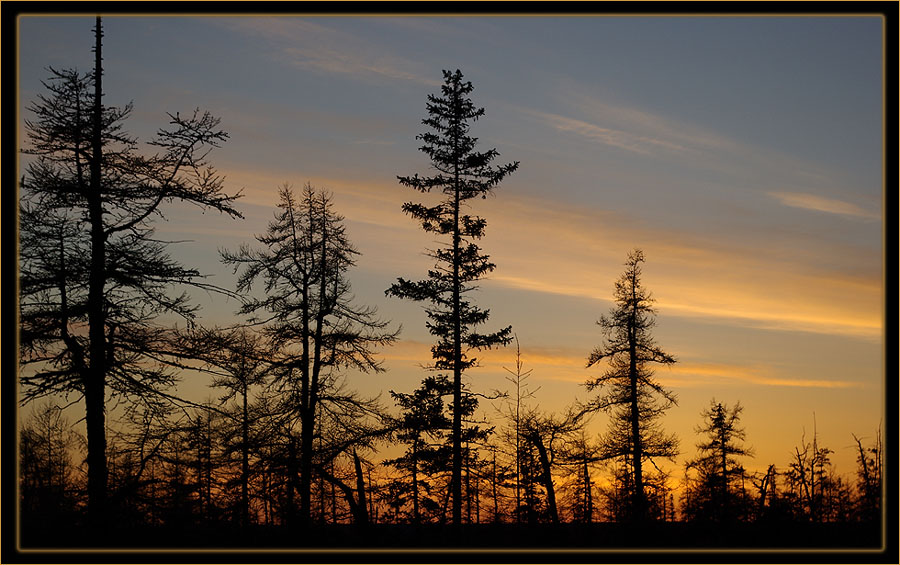 photo "***" tags: landscape, forest, sunset