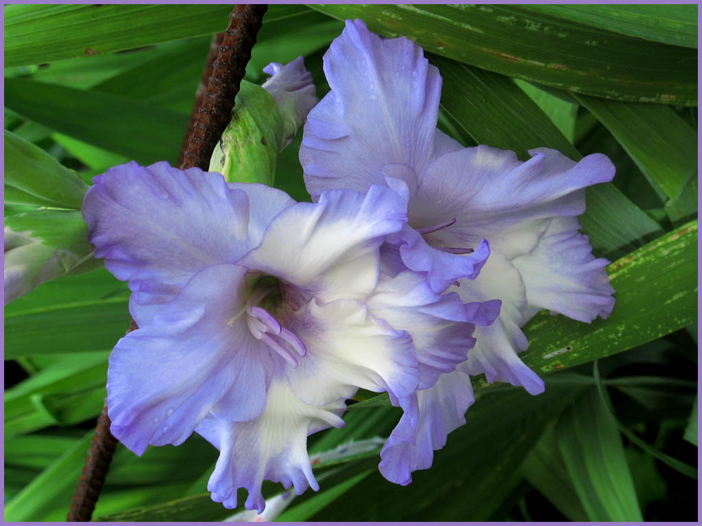 photo "Two flowers" tags: nature, macro and close-up, flowers