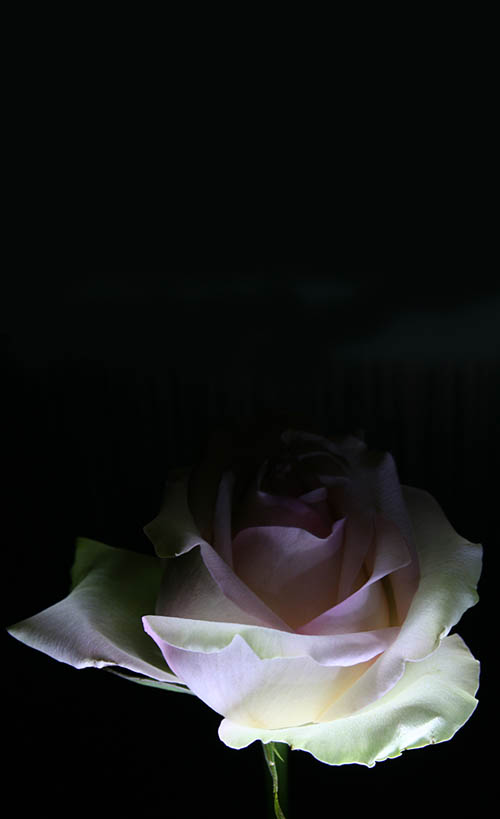 photo "***" tags: still life, nature, 