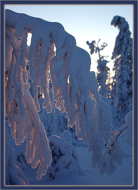 photo "***" tags: landscape, forest, winter