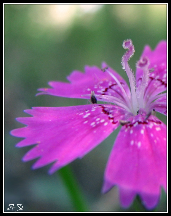фото "Дико-гвоздичное" метки: природа, цветы