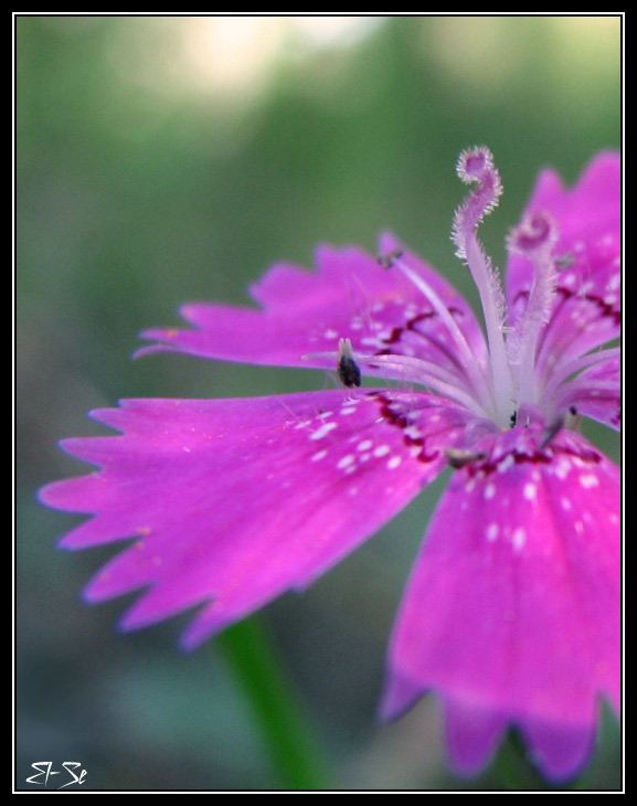 photo "***" tags: nature, flowers