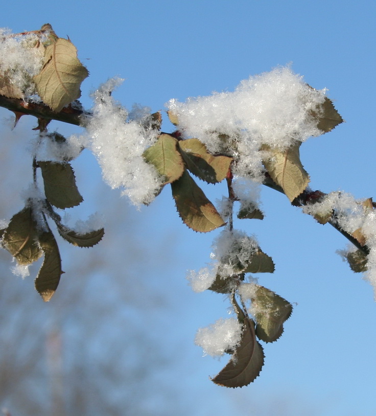 фото "И выпал снег" метки: пейзаж, зима
