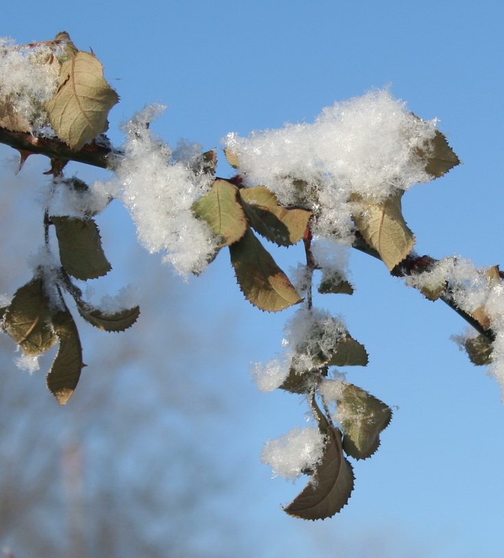 photo "***" tags: landscape, winter