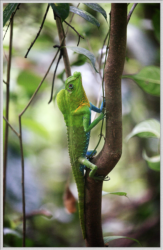 photo "***" tags: travel, nature, Asia, wild animals