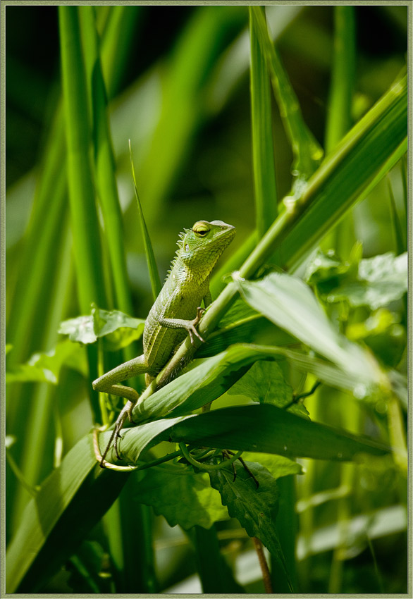 photo "***" tags: travel, nature, Asia, wild animals