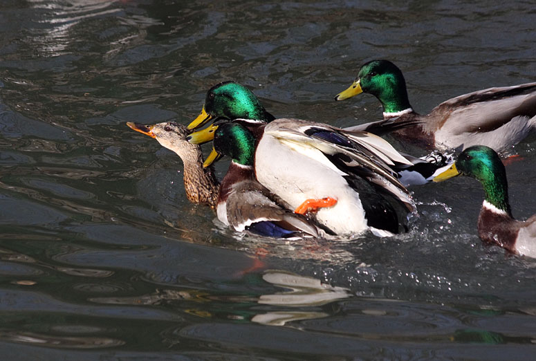 photo "***" tags: nature, wild animals