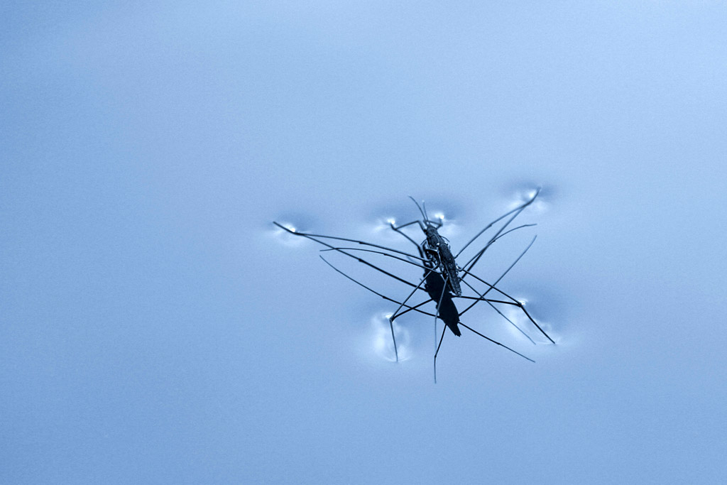 photo "Two Pondskaters" tags: nature, insect