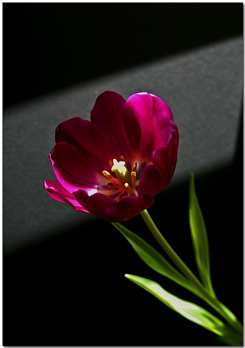 photo "***" tags: nature, still life, flowers