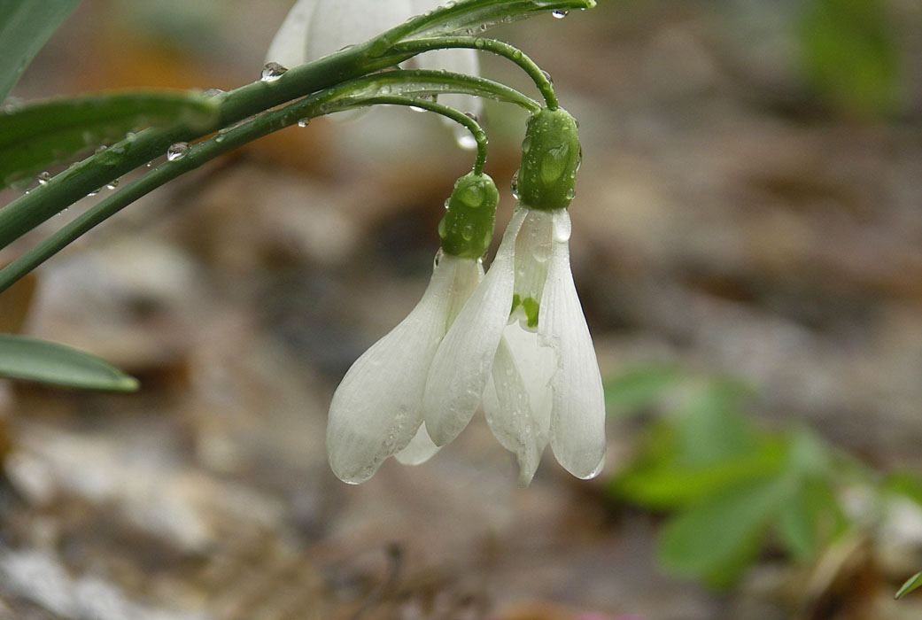 photo "two" tags: nature, landscape, flowers, spring