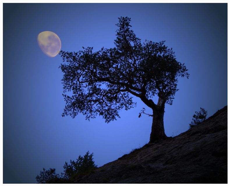 photo "Tree moon" tags: landscape, nature, flowers, mountains