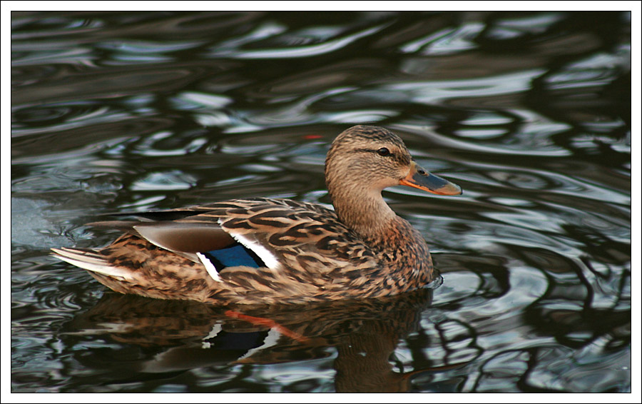 photo "~Duck~" tags: nature, wild animals