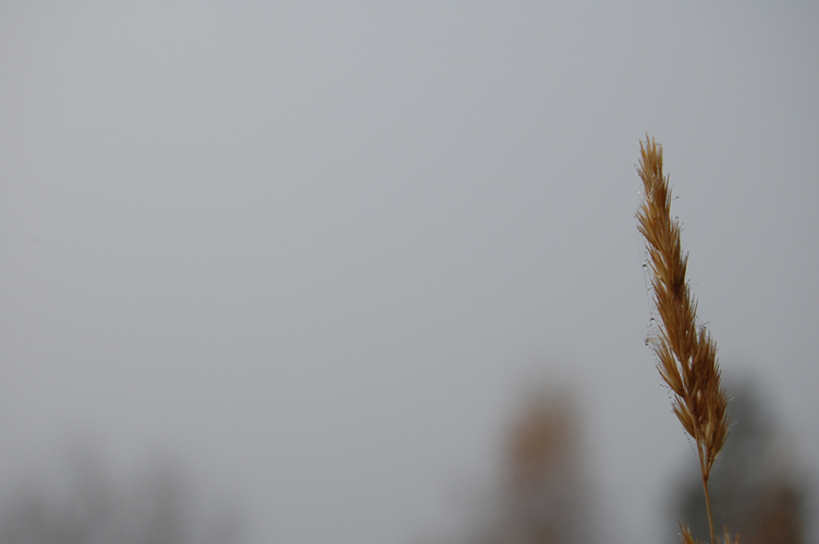 photo "small things, big life" tags: , 