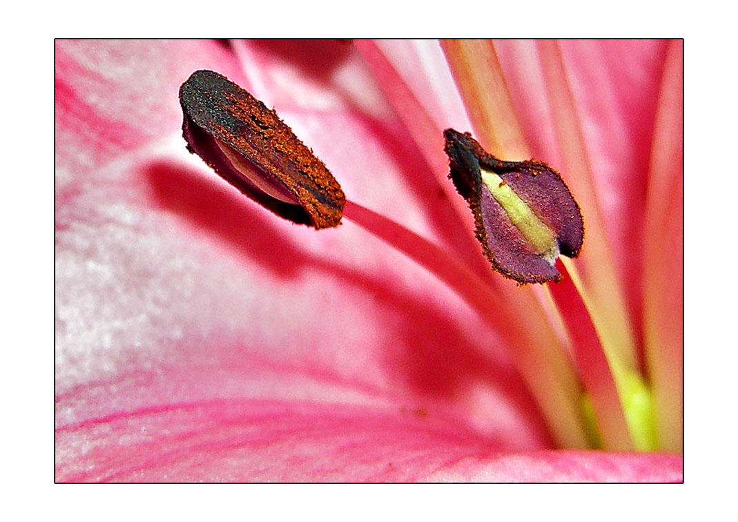 photo """""" tags: nature, macro and close-up, flowers